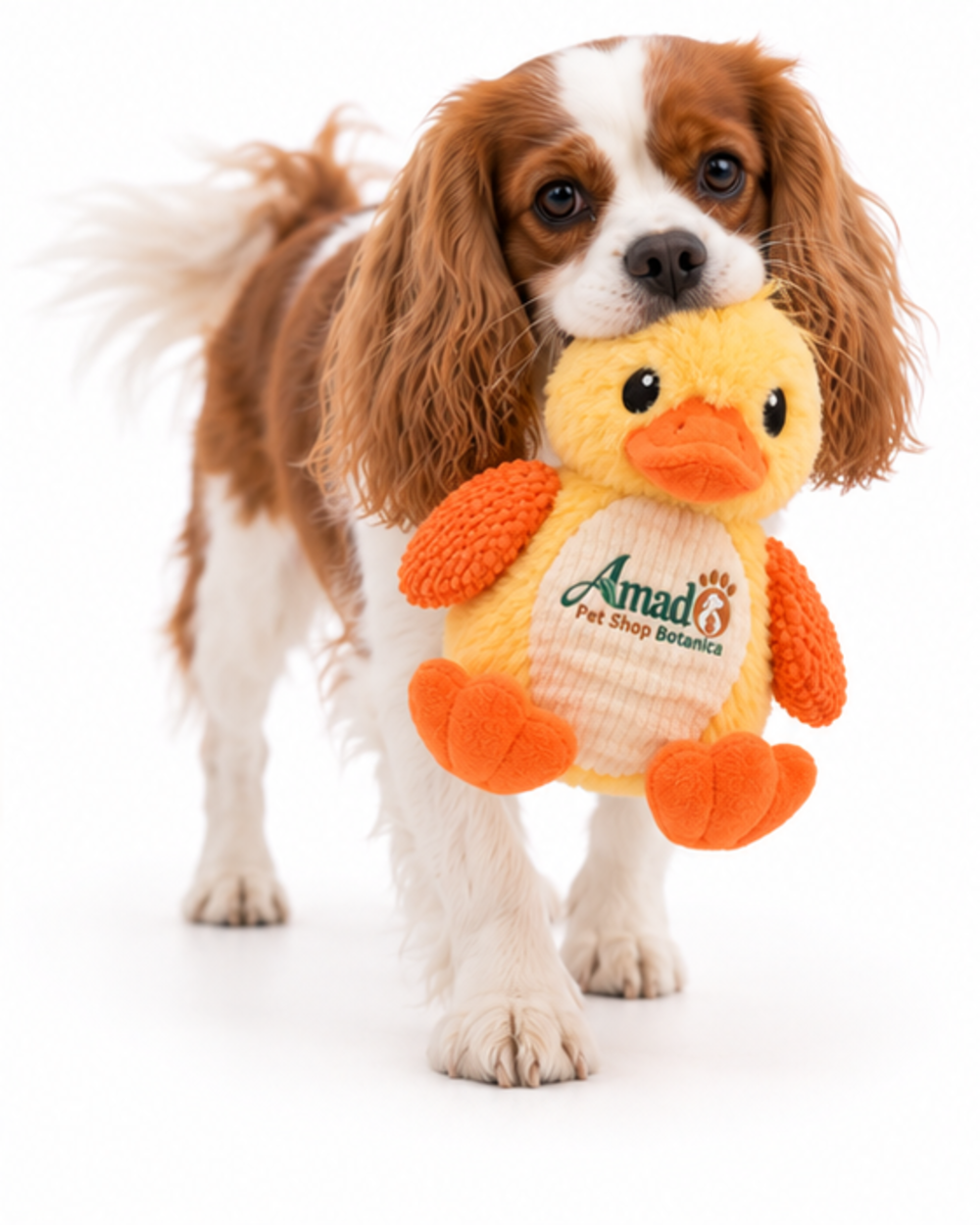 Cavalier King Charles spaniel carrying the plush duck toy